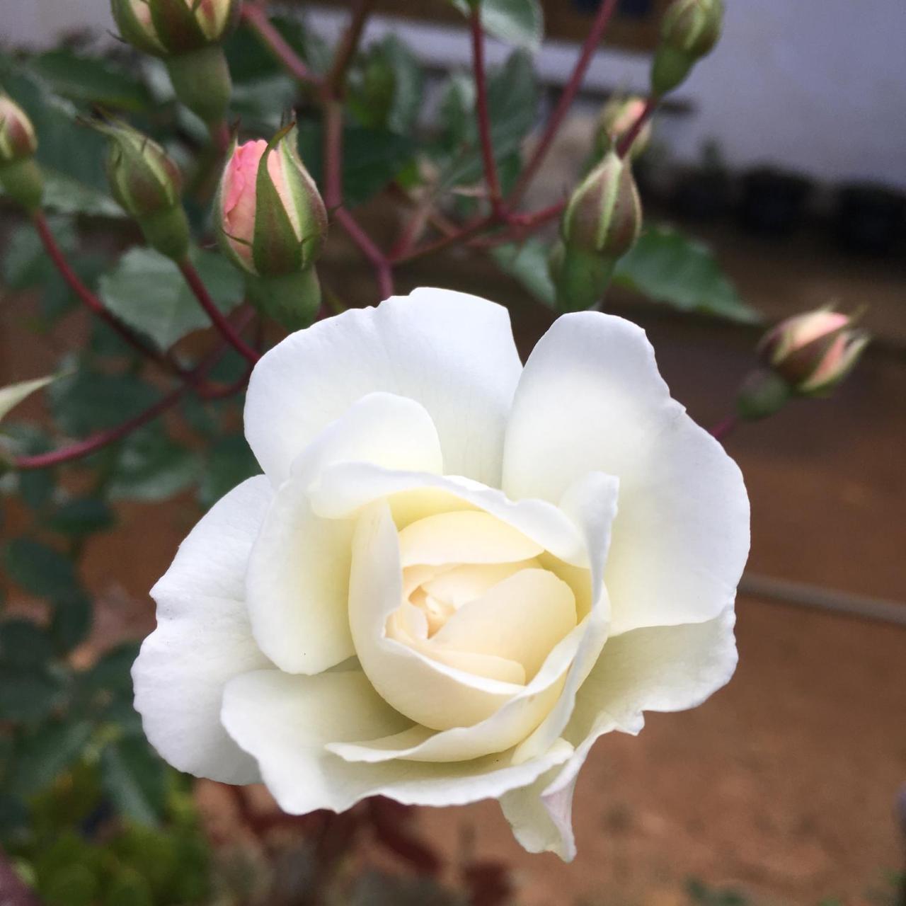 Adisham Village Home Beragala 外观 照片